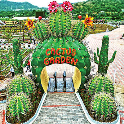 The Cactus Garden